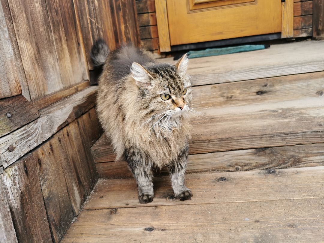 Подольск, кошка, культура