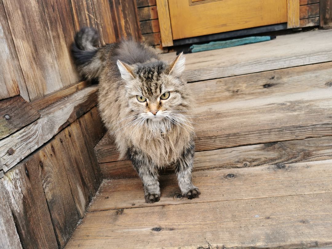 Подольск, кошка, культура