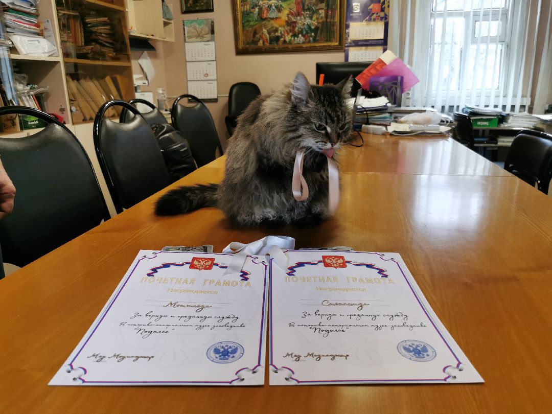 Подольск, кошка, культура