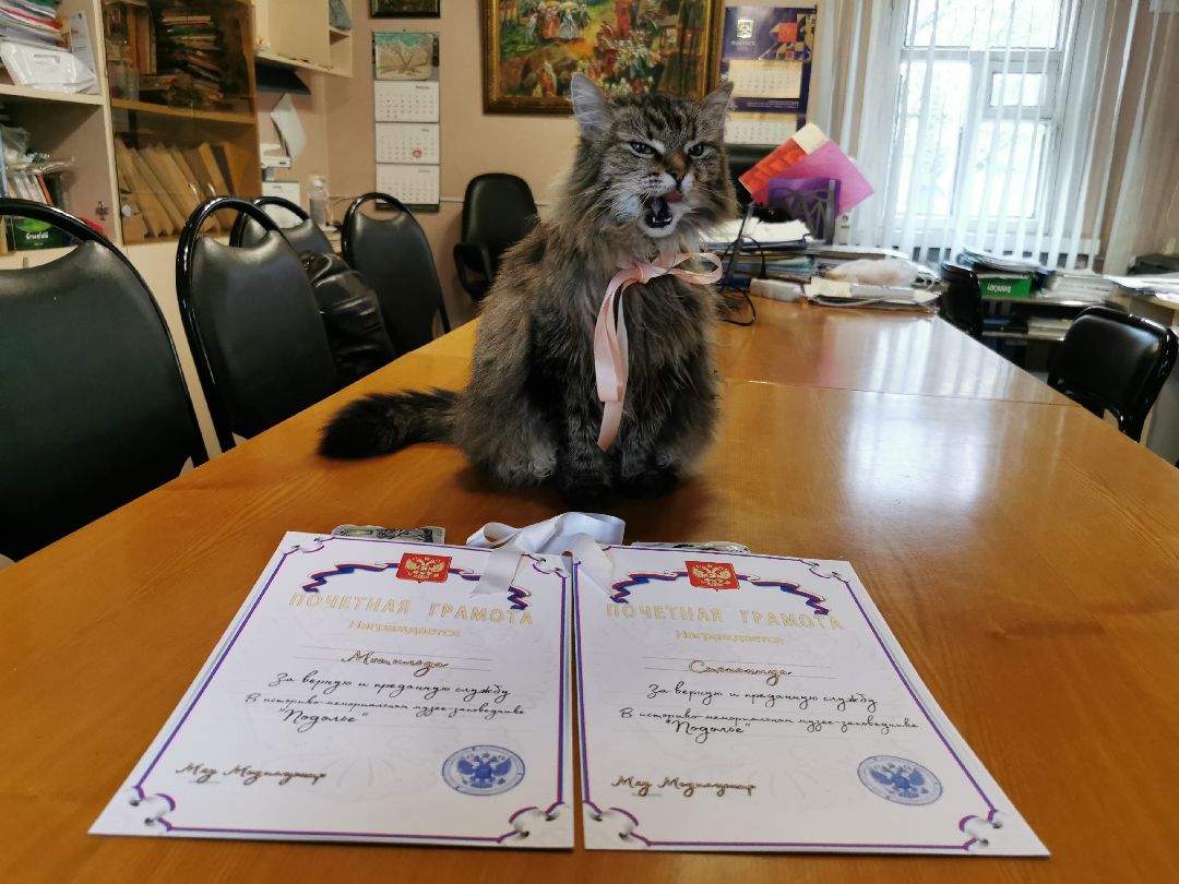 Подольск, кошка, культура