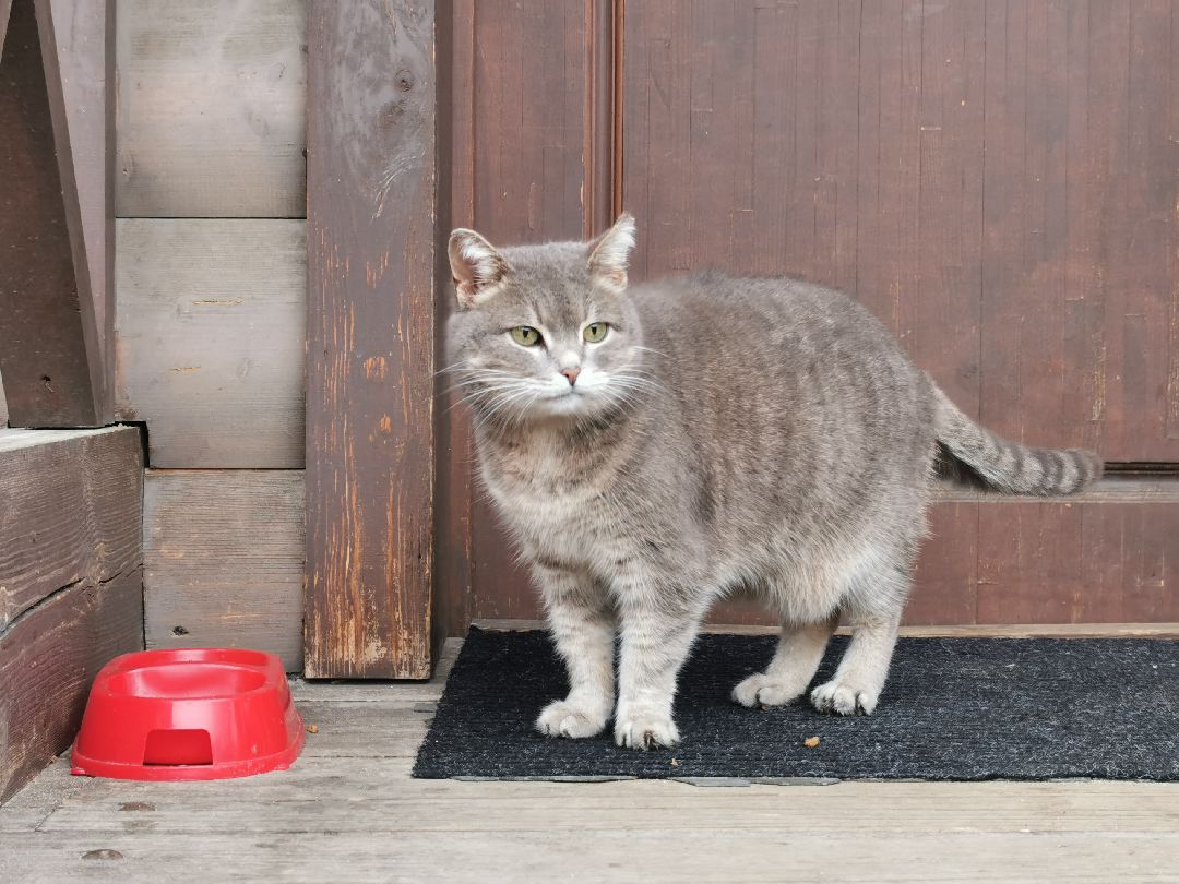 Подольск, кошка, культура