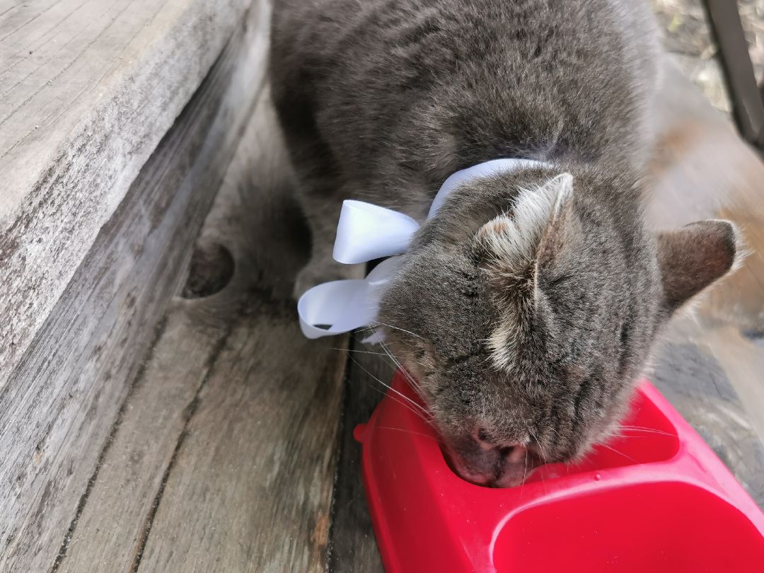 Подольск, кошка, культура