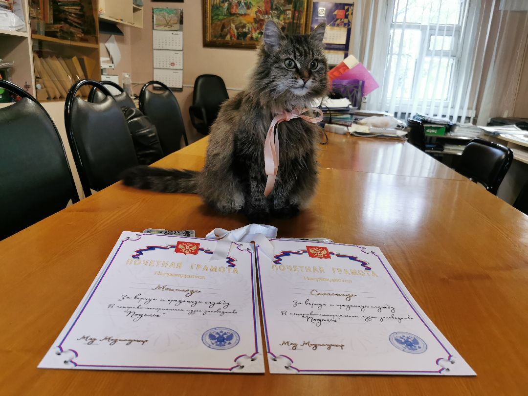 Подольск, кошка, культура