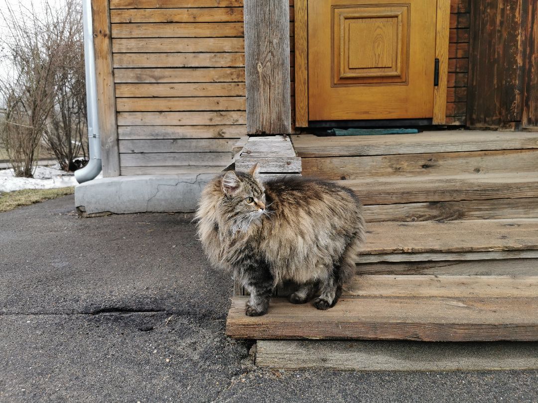 Подольск, кошка, культура