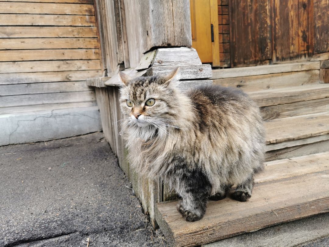 Подольск, кошка, культура