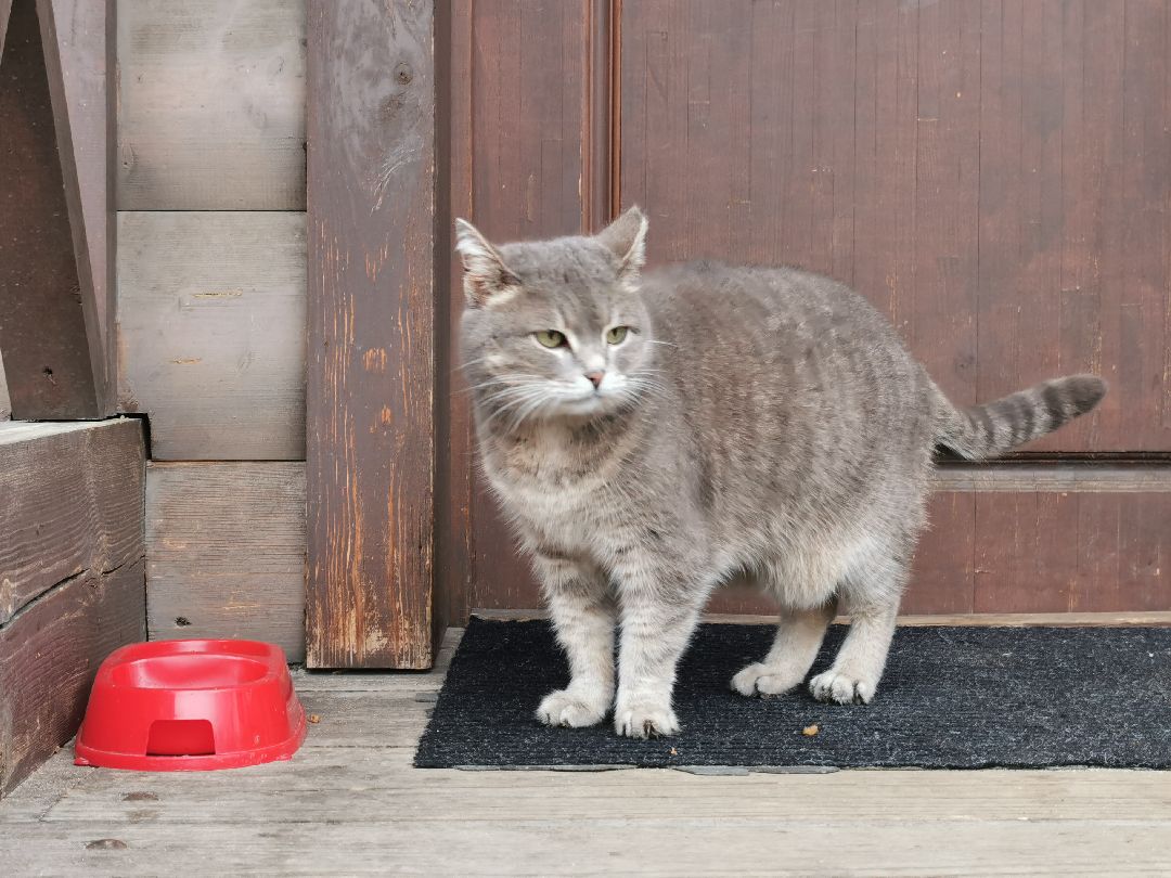 Подольск, кошка, культура
