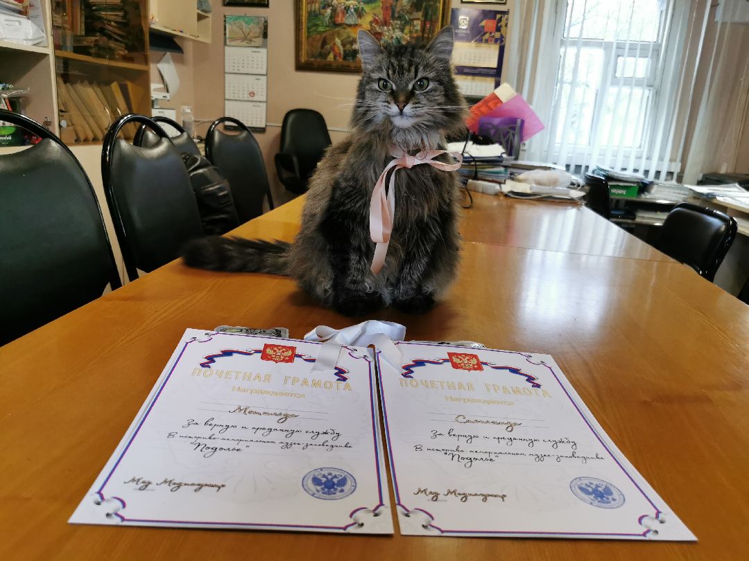 Подольск, кошка, культура