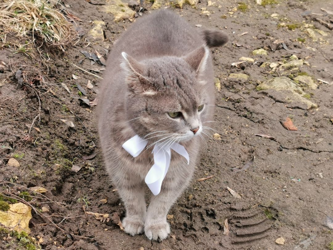 Подольск, кошка, культура