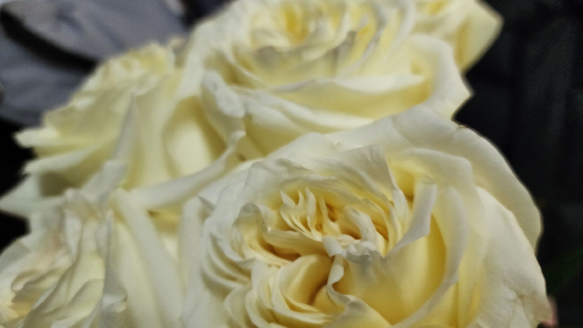 протвино, предложение руки и сердца, выборы 2024, год семьи, выборы президента,