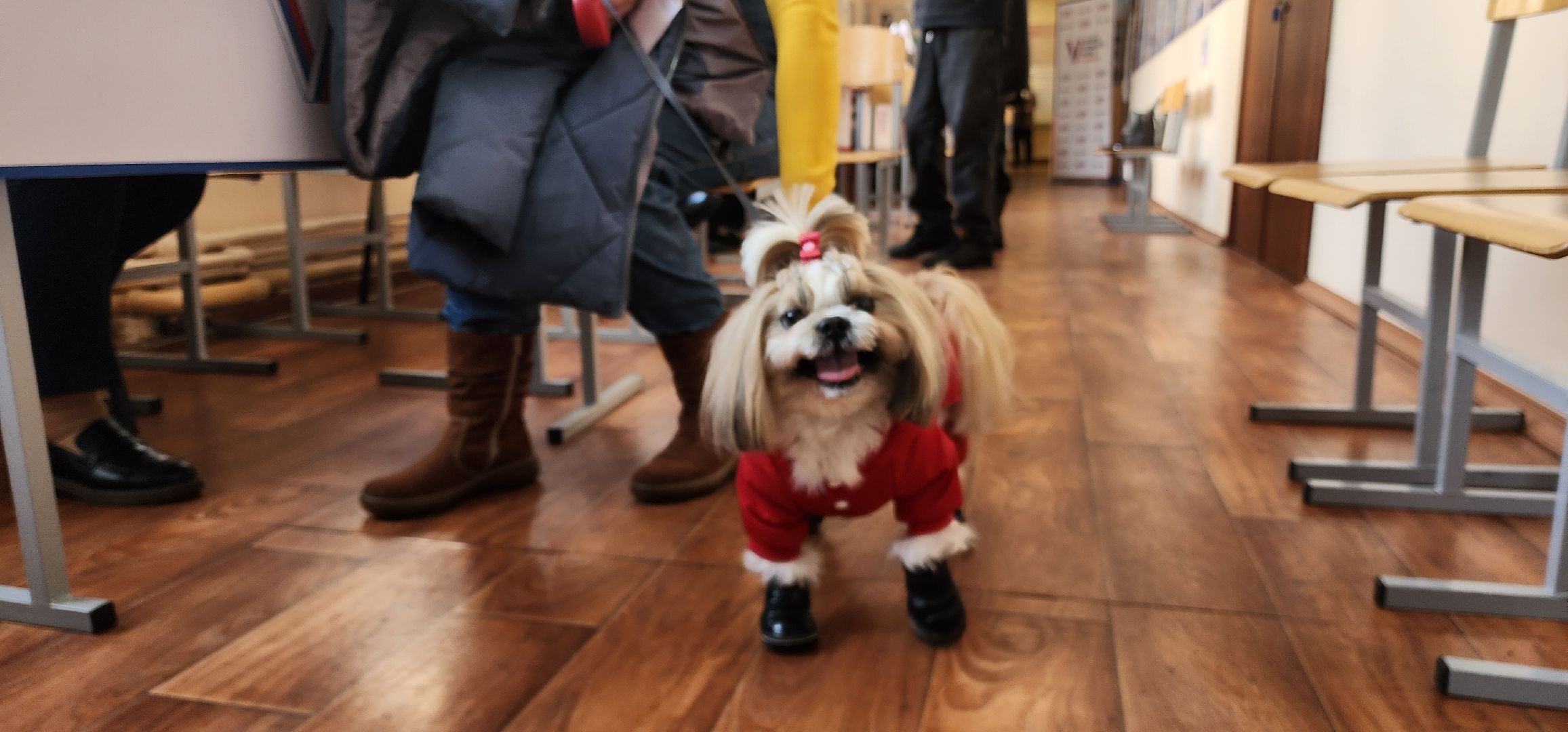 раменское, выборы 2024, дама с собачкой,