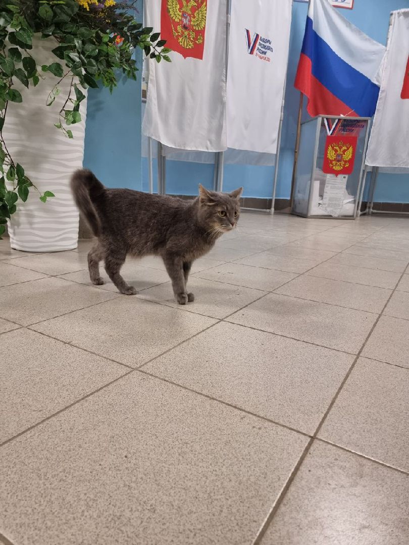 волоколамск, выборы 2024, выборы президента 2024, кошка машка,