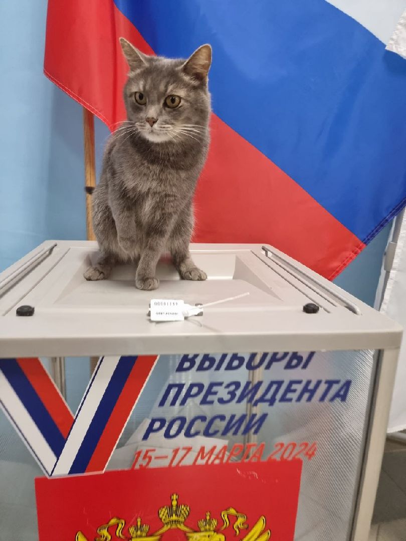 волоколамск, выборы 2024, выборы президента 2024, кошка машка,
