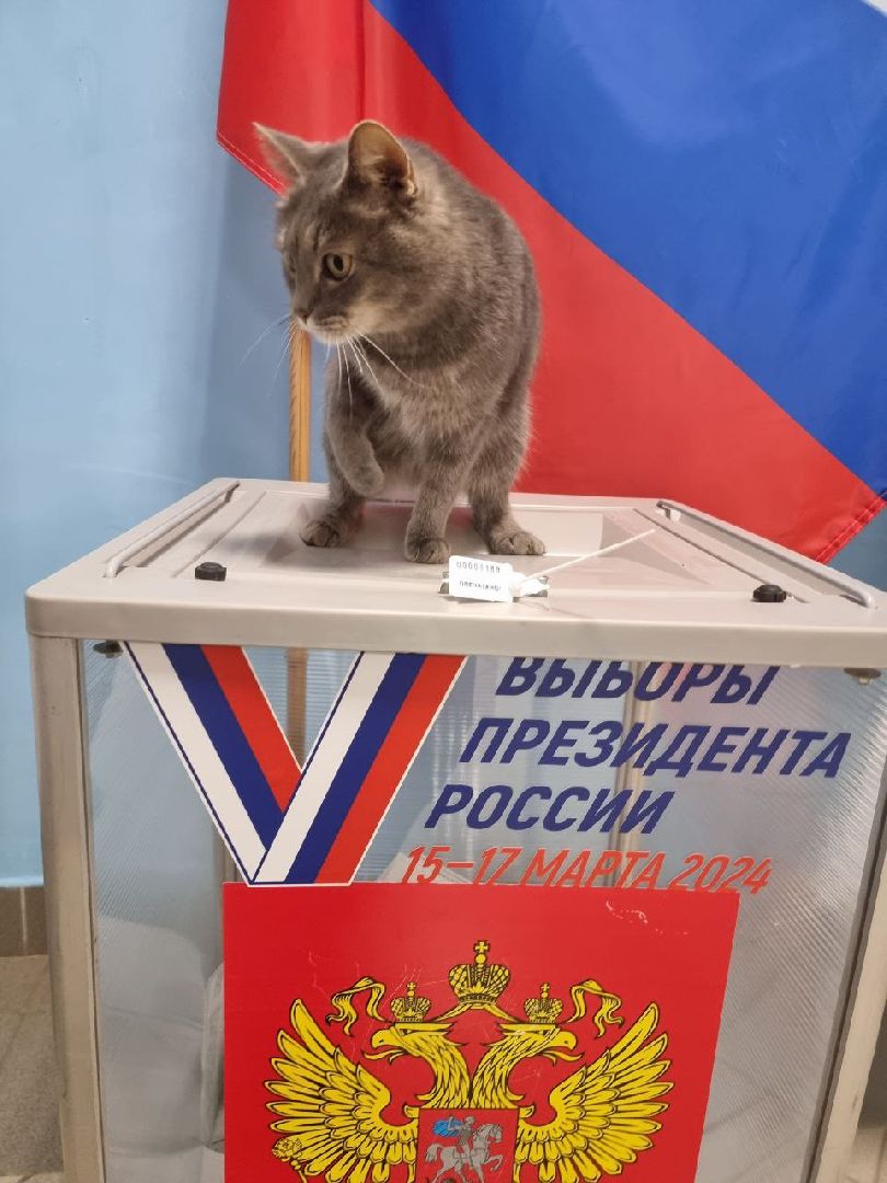 волоколамск, выборы 2024, выборы президента 2024, кошка машка,