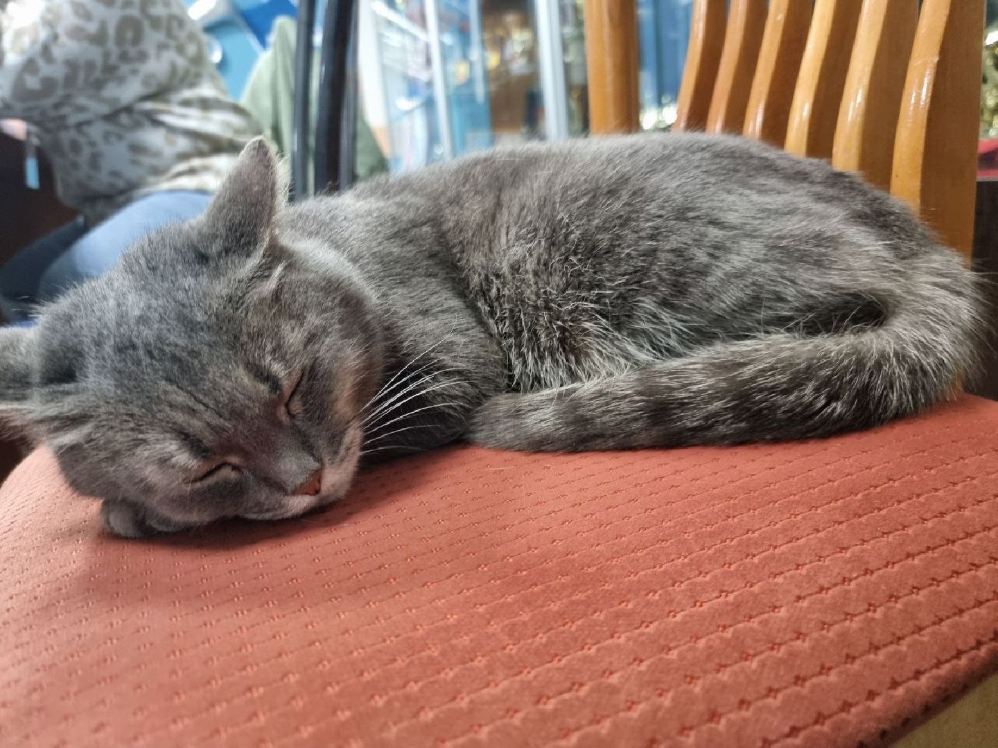 волоколамск, выборы 2024, выборы президента 2024, кошка машка,