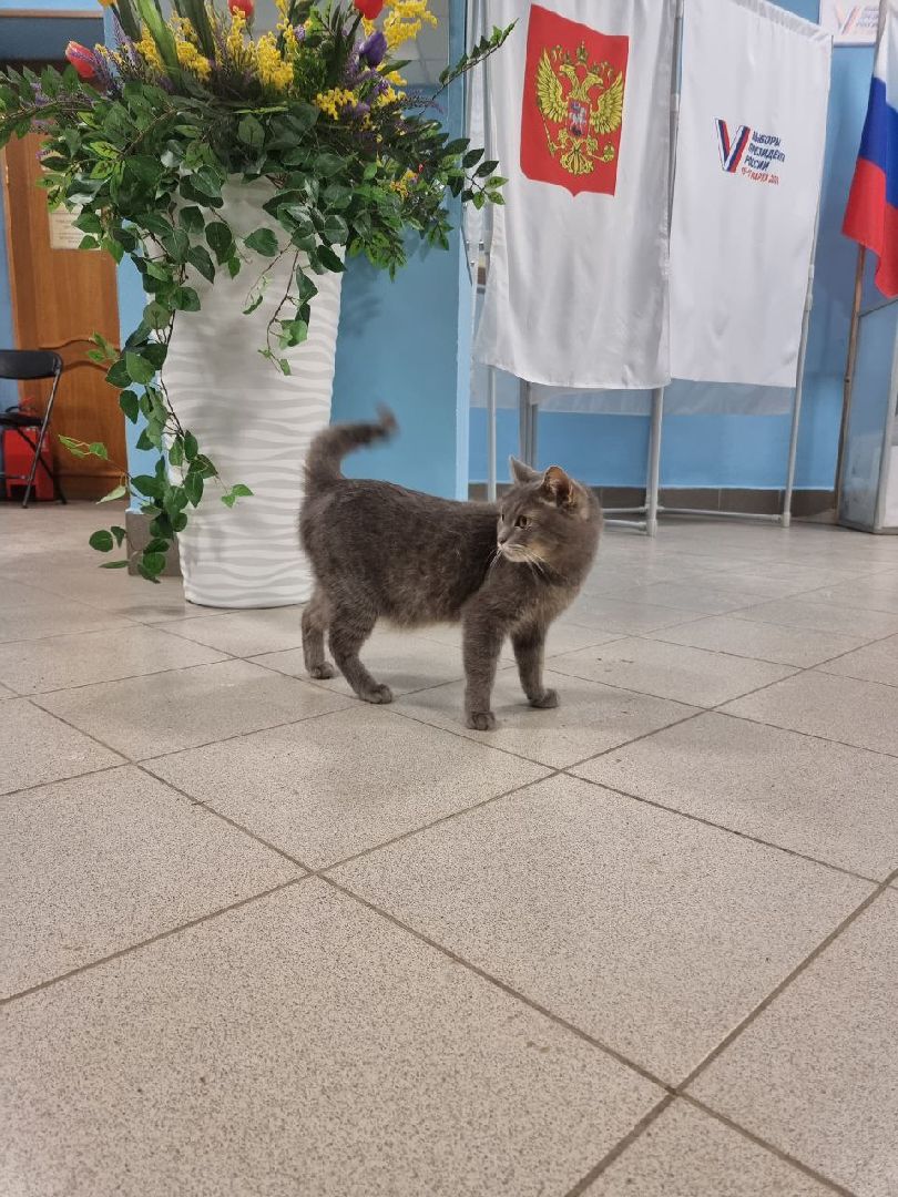 волоколамск, выборы 2024, выборы президента 2024, кошка машка,