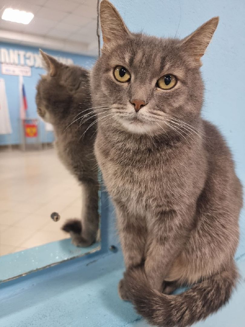 волоколамск, выборы 2024, выборы президента 2024, кошка машка,