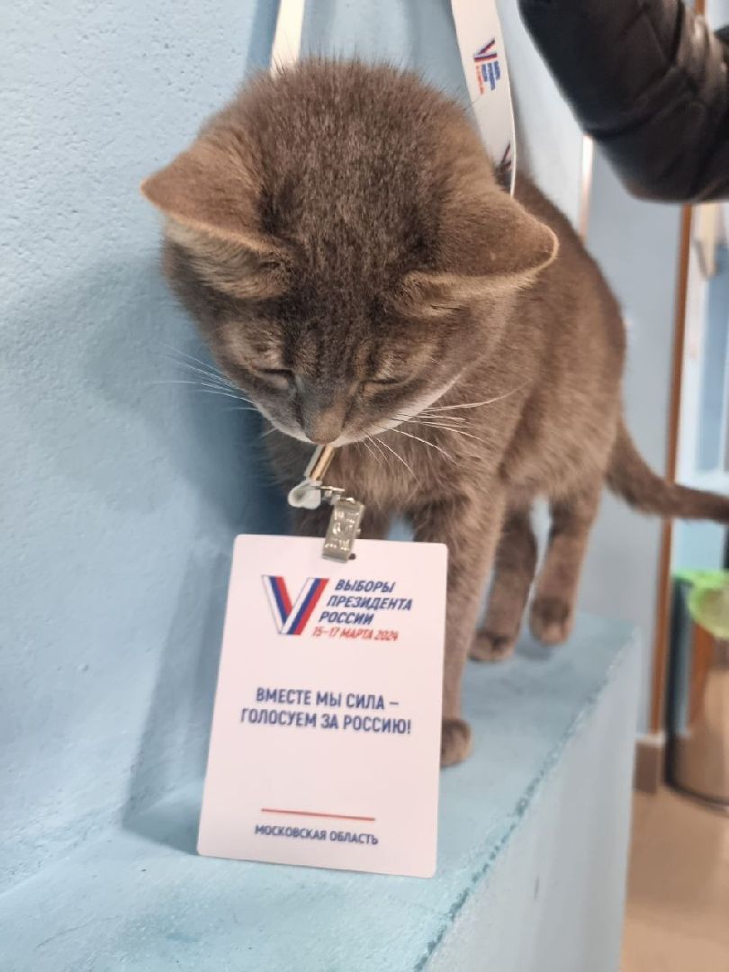 волоколамск, выборы 2024, выборы президента 2024, кошка машка,
