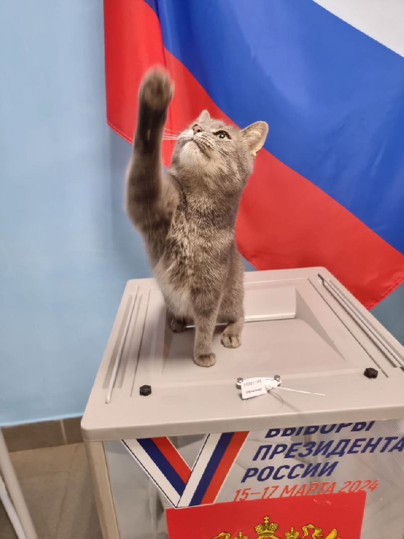 волоколамск, выборы 2024, выборы президента 2024, кошка машка,