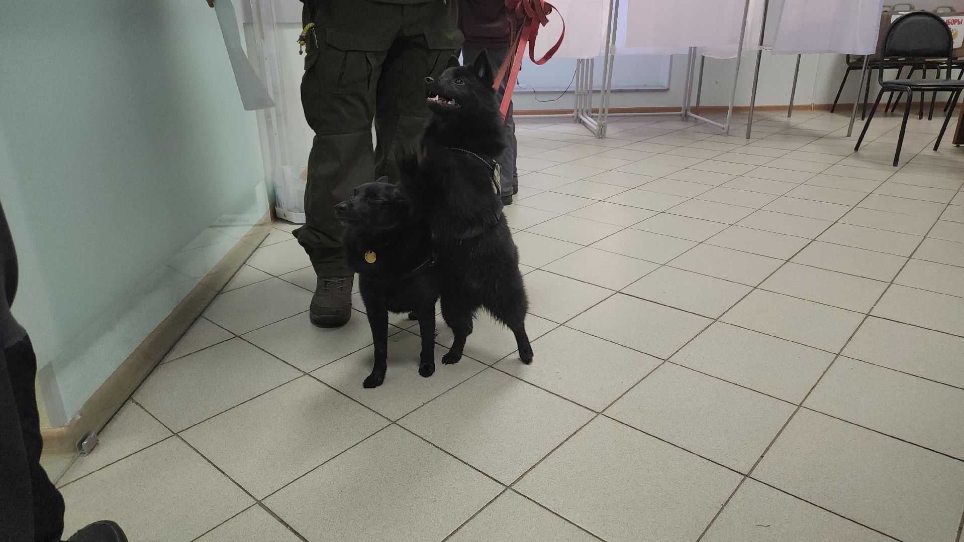долгопрудный, выборы президента 2024, кинологи, овчарки шипперке,