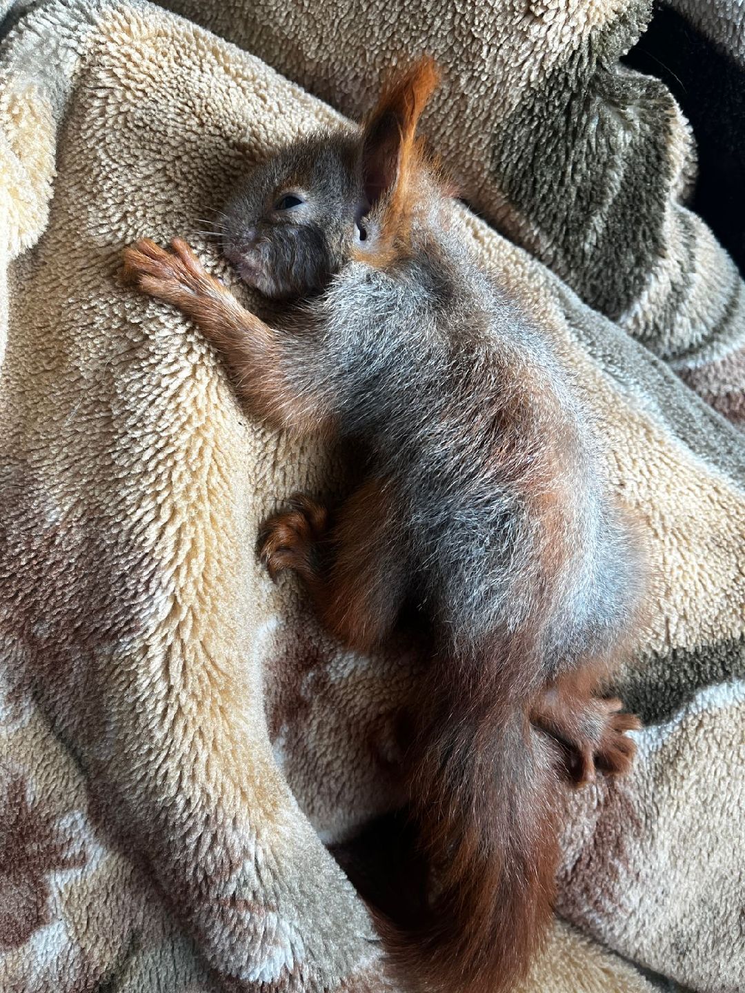 Донбасс, Горловка, Артобстрел, Спасение, Одинцово, Белка