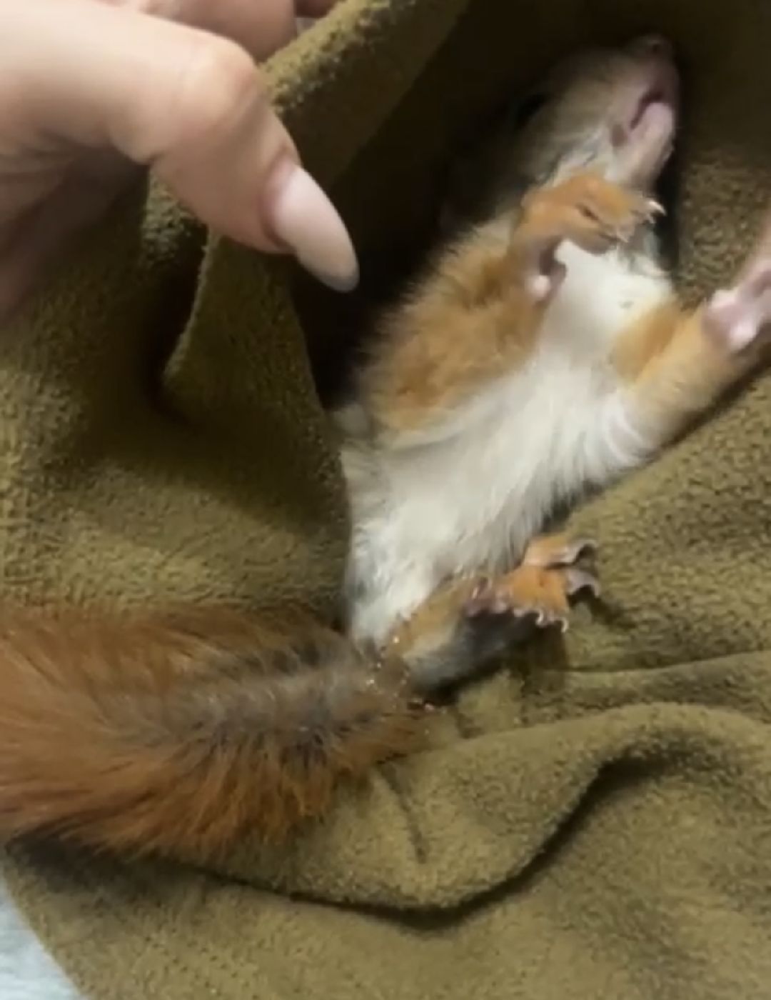 Донбасс, Горловка, Артобстрел, Спасение, Одинцово, Белка