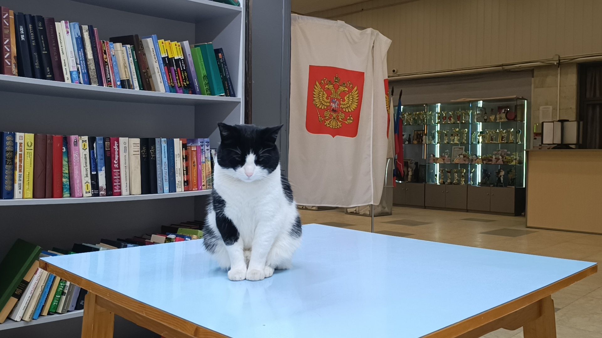 выбооры президента, кошка, лобня,