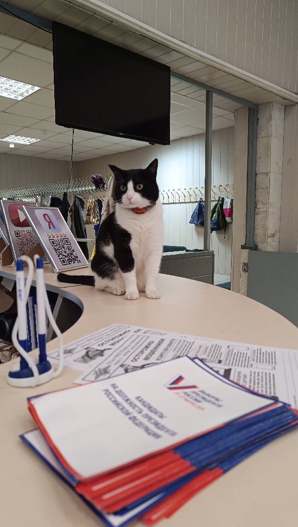 выбооры президента, кошка, лобня,