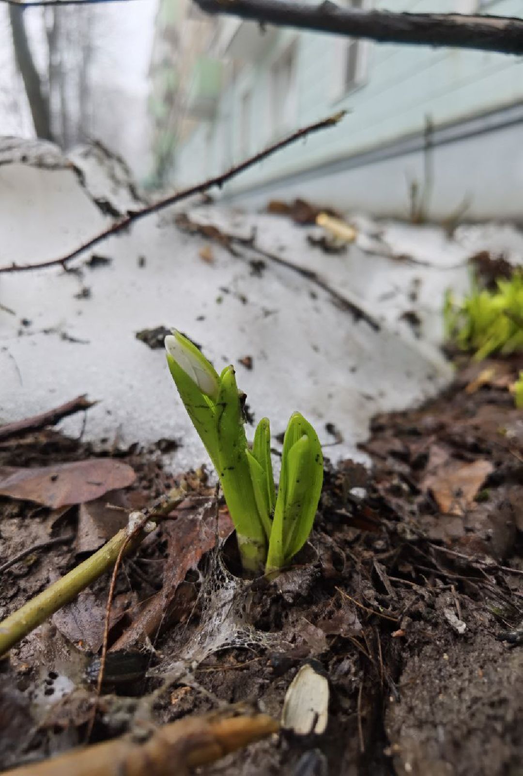 Сергиев Посад, Сергиево-Посадский городской округ, Красота, Цветы, Подснежники, Весна