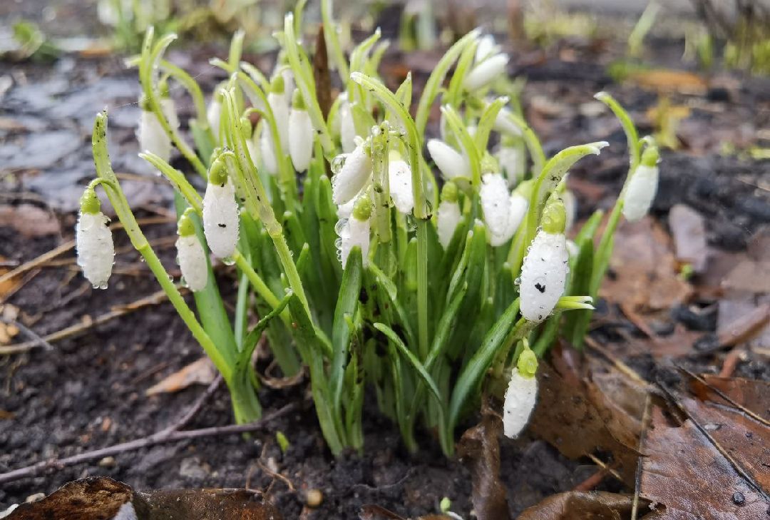 Сергиев Посад, Сергиево-Посадский городской округ, Красота, Цветы, Подснежники, Весна