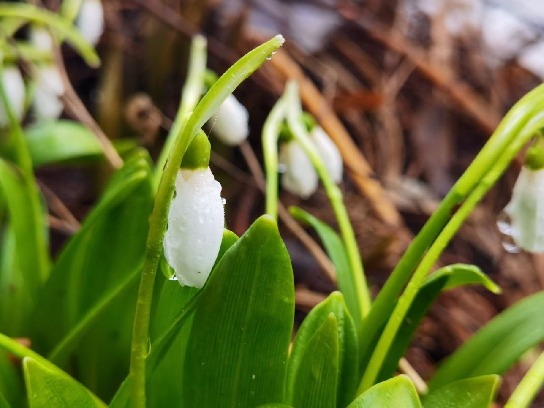 Сергиев Посад, Сергиево-Посадский городской округ, Красота, Цветы, Подснежники, Весна