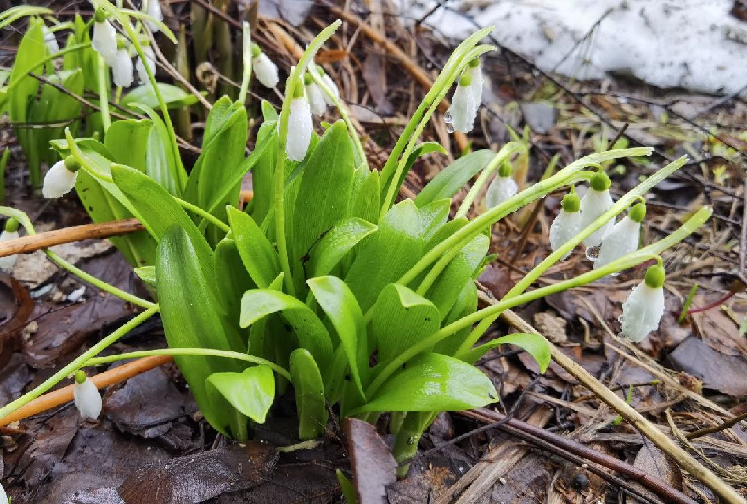 Сергиев Посад, Сергиево-Посадский городской округ, Красота, Цветы, Подснежники, Весна