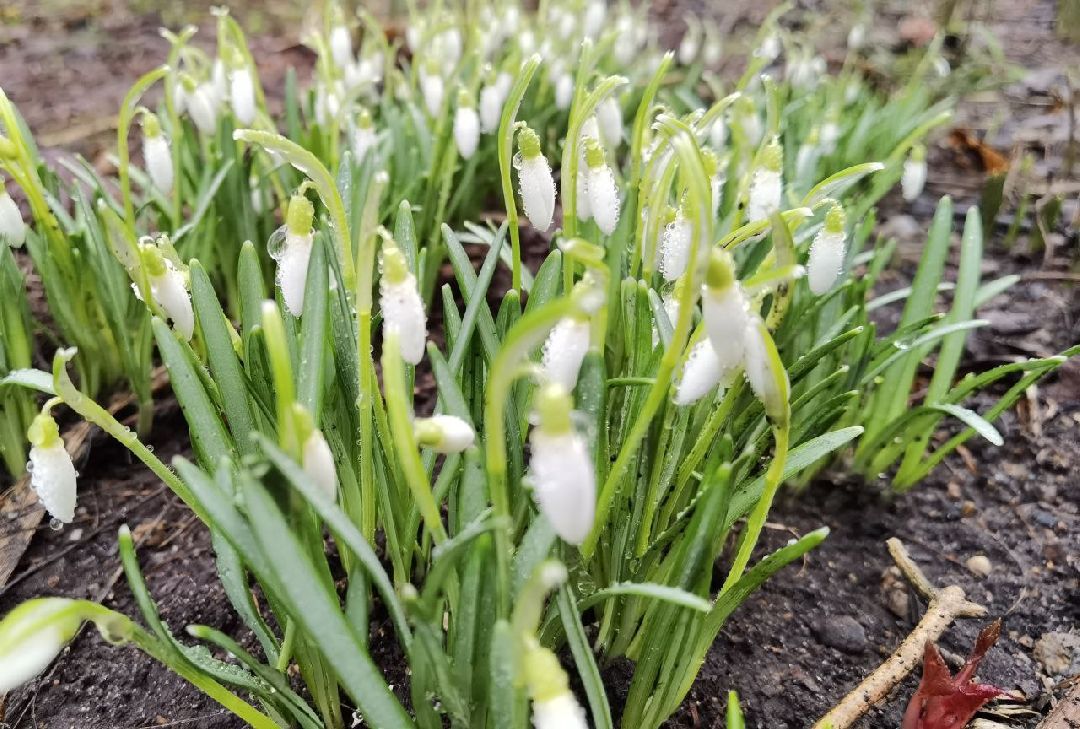 Сергиев Посад, Сергиево-Посадский городской округ, Красота, Цветы, Подснежники, Весна