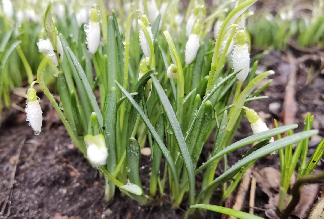 Сергиев Посад, Сергиево-Посадский городской округ, Красота, Цветы, Подснежники, Весна