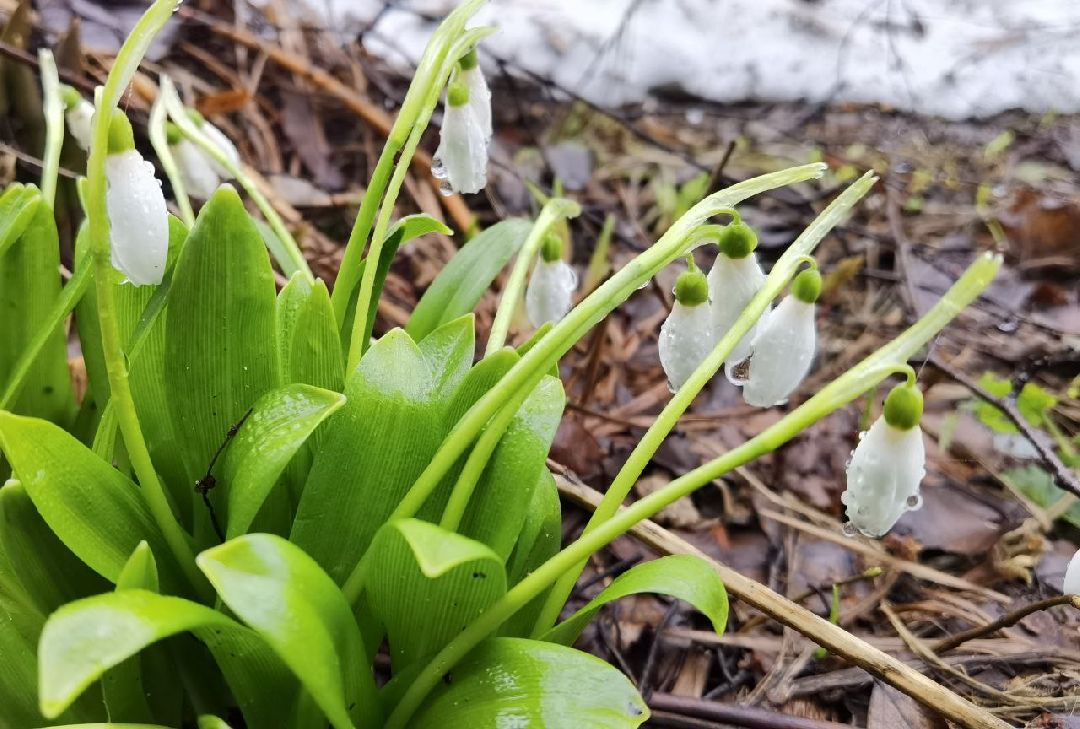 Сергиев Посад, Сергиево-Посадский городской округ, Красота, Цветы, Подснежники, Весна