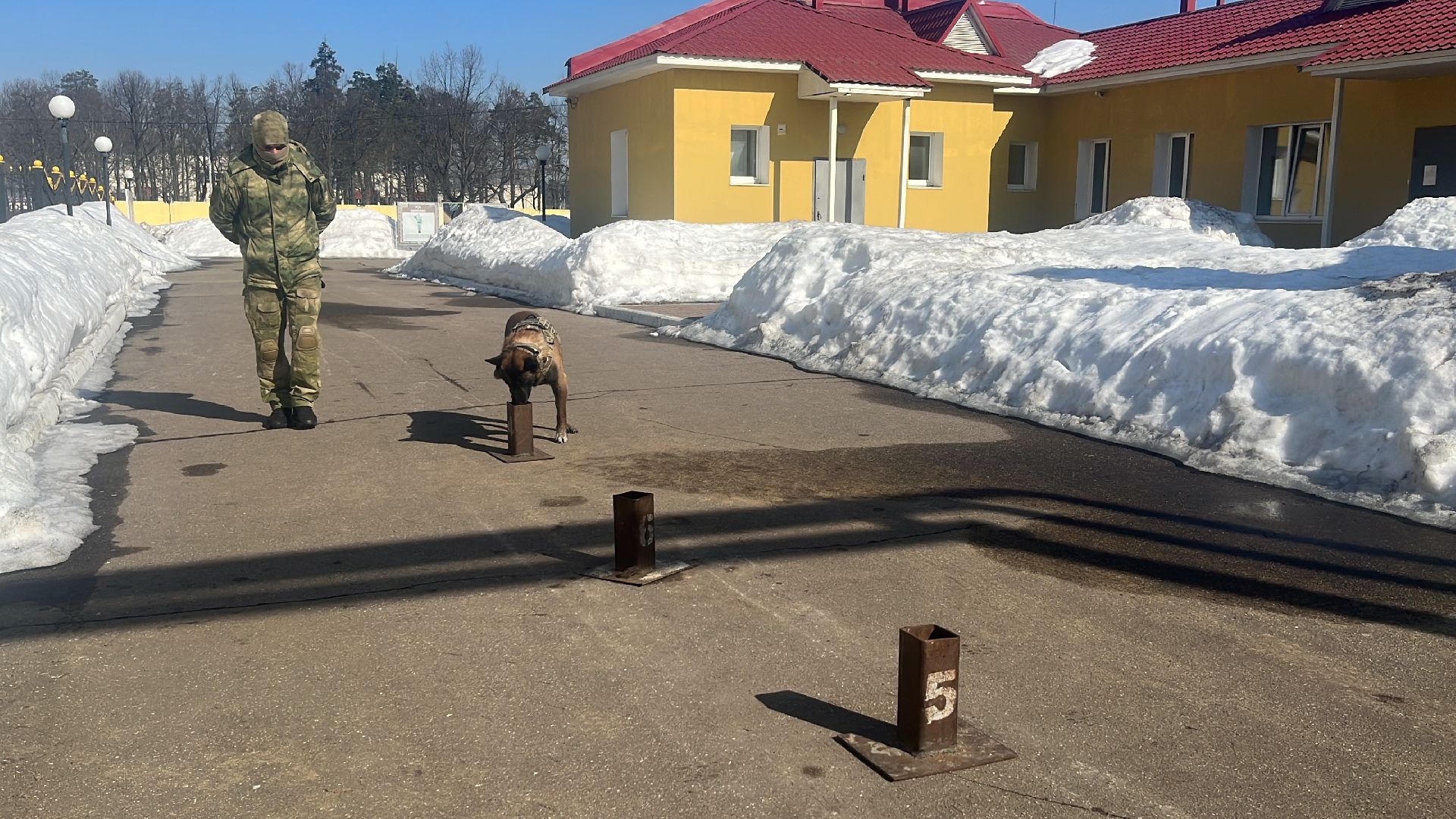 служебная собака, награда,