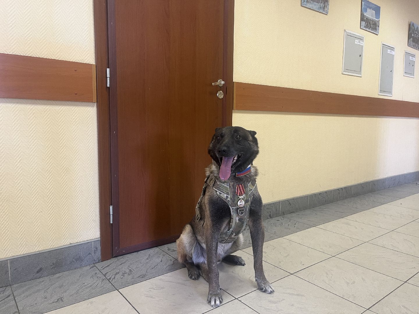 служебная собака, награда,