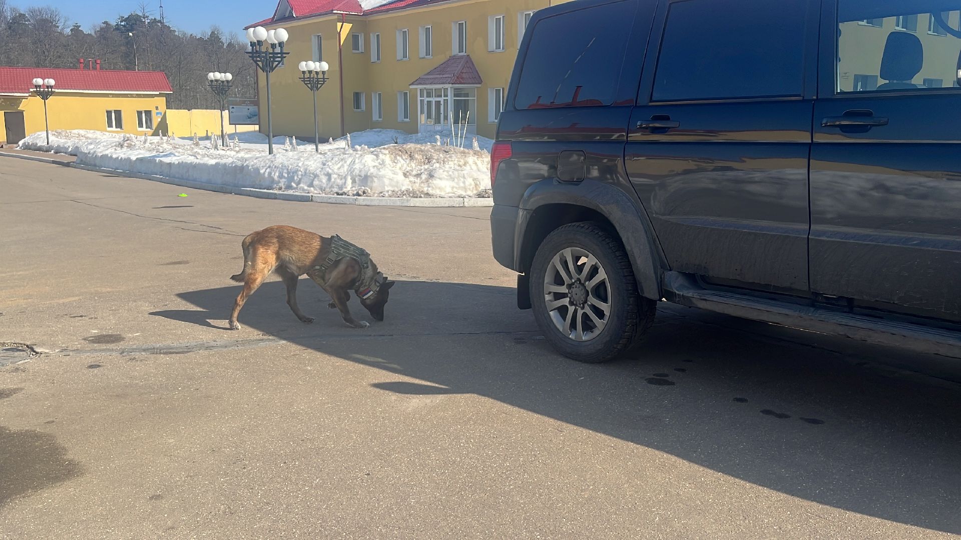 служебная собака, награда,