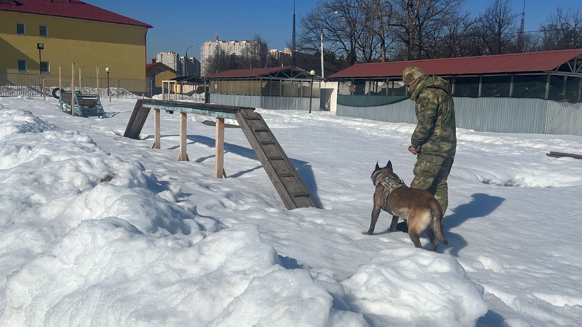 служебная собака, награда,