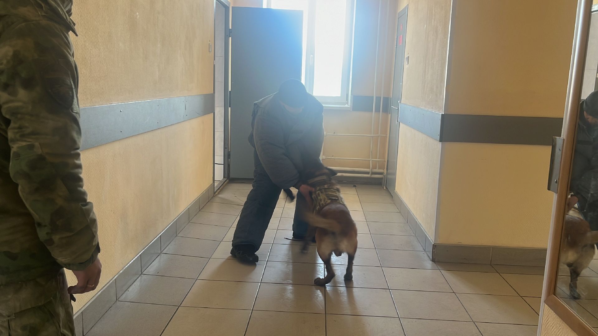 служебная собака, награда,