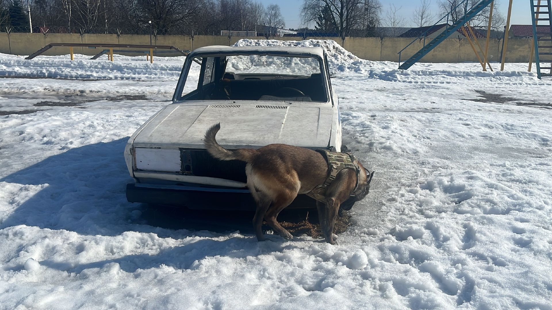 служебная собака, награда,