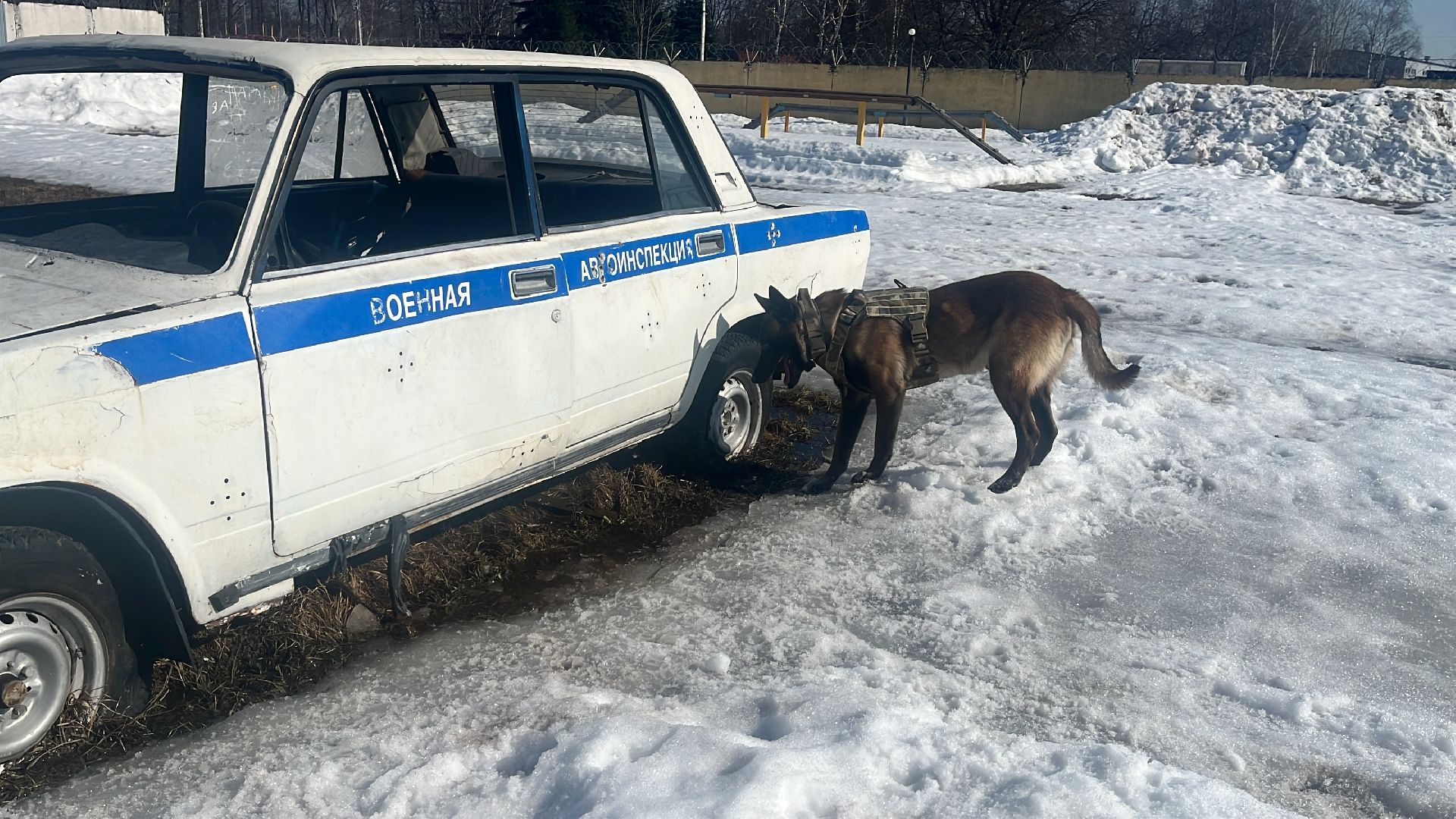 служебная собака, награда,