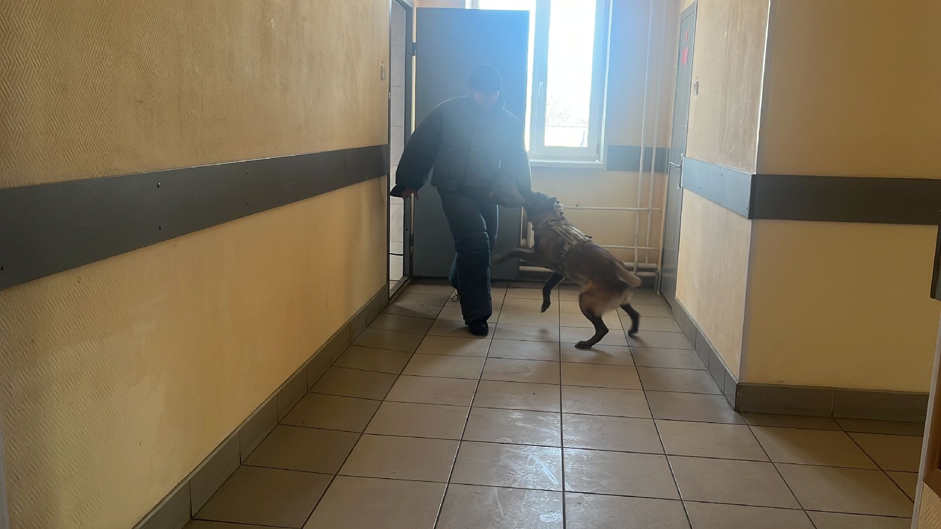 служебная собака, награда,