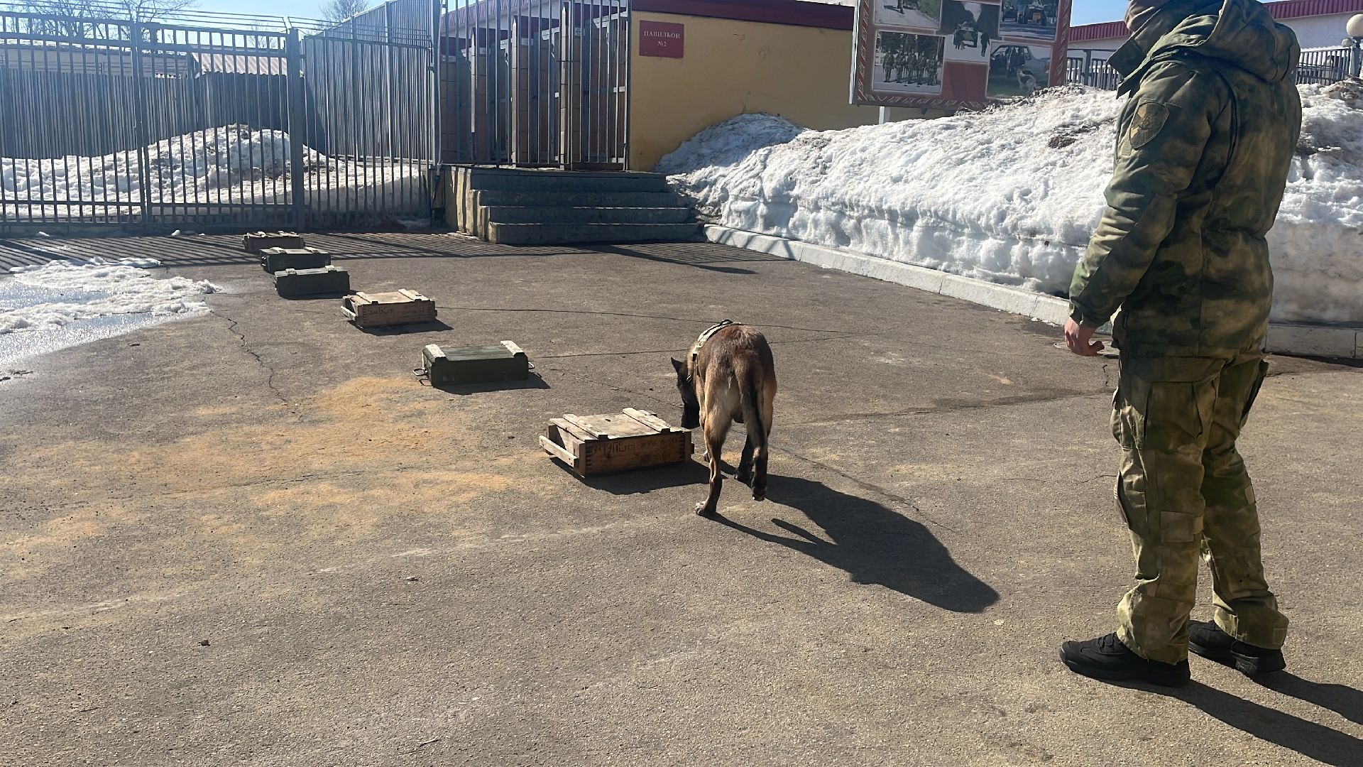 служебная собака, награда,