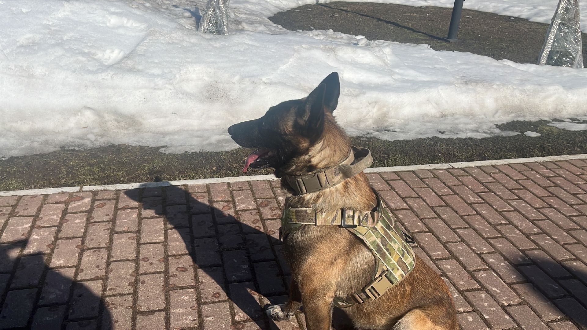 служебная собака, награда,