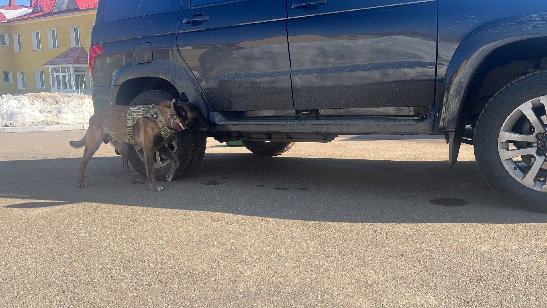 служебная собака, награда,