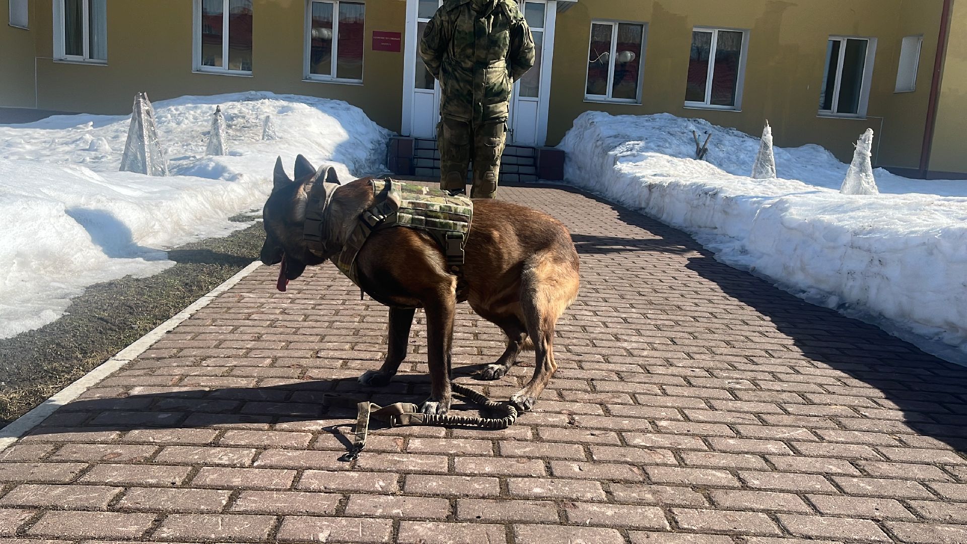 служебная собака, награда,