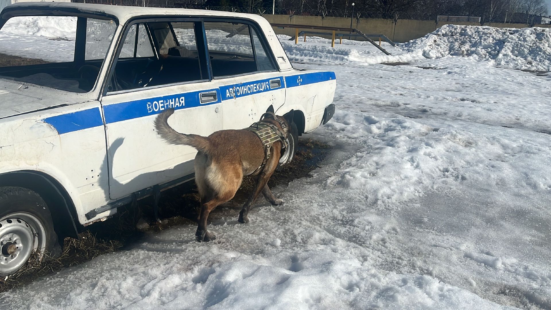 служебная собака, награда,