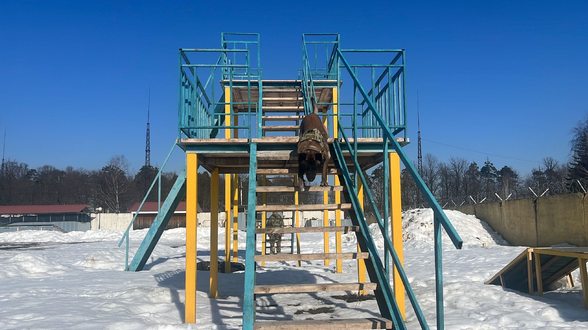 служебная собака, награда,