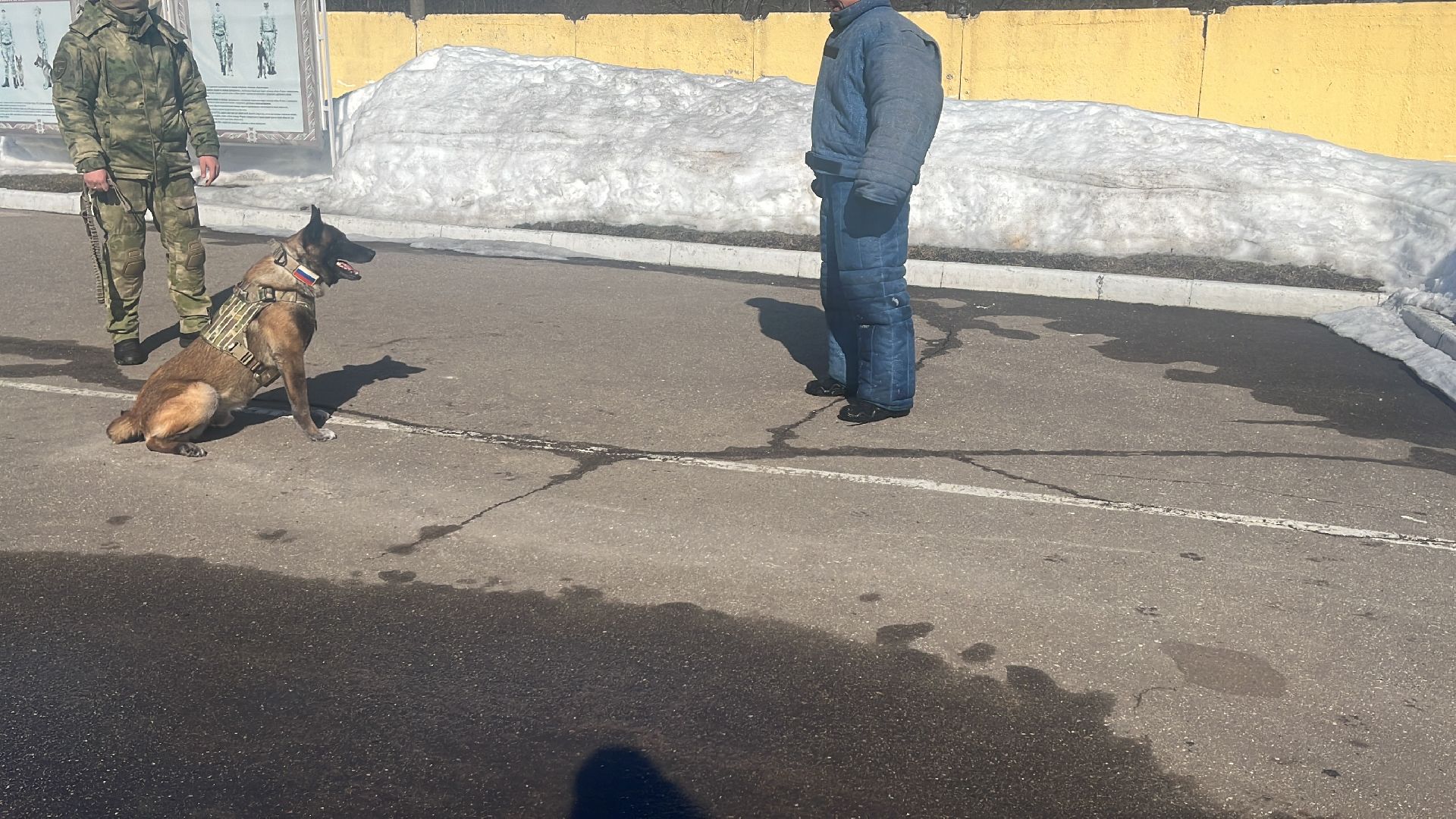 служебная собака, награда,