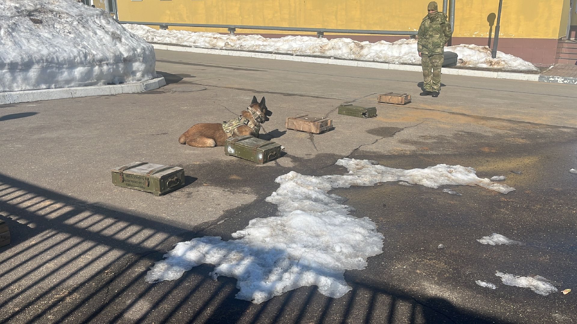 служебная собака, награда,